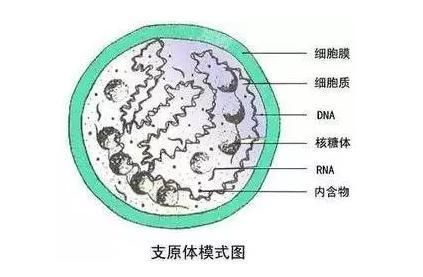 别让支原体悄悄偷走你的“好孕”