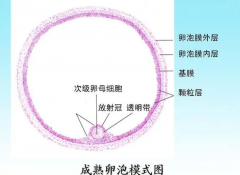 卵泡成熟的标志是什么