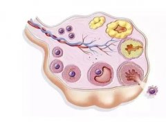47岁怎样调才会有卵泡